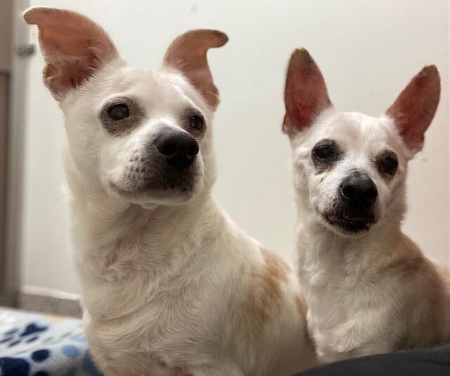 Bambi and Theodore